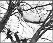 Gordon Matta-Clark and friends performing for 
"Tree Dance" at Vassar College, Poughkeepsie, New York, 1971
Courtesy the Estate of Gordon Matta-Clark and David Zwirner, New York
