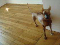 Att Poomtangon, Stray dog, 2008