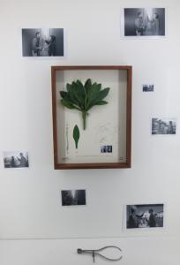 Alberto Baraya, Expedition Berlín, Herbarium of Artificial Plants, 2013–ongoing. Installation view
Courtesy Alberto Baraya; Galeria Nara Roesler, São Paulo. Photo Achim Drucks
